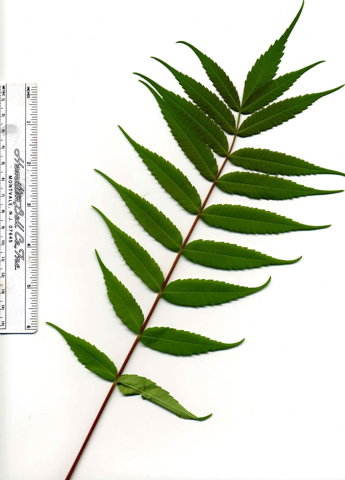 Central Pennsylvania Forestry Identifying Tree of Heaven and Native