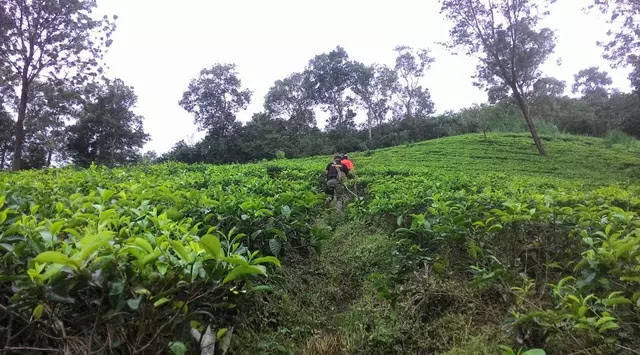 1 Orang Tewas dari 17 Mahasiswa yang Tersesat di Jalur Maut Gede Pangrango 1 Orang Tewas dari 17 Mahasiswa yang Tersesat di Jalur Maut Gede Pangrango