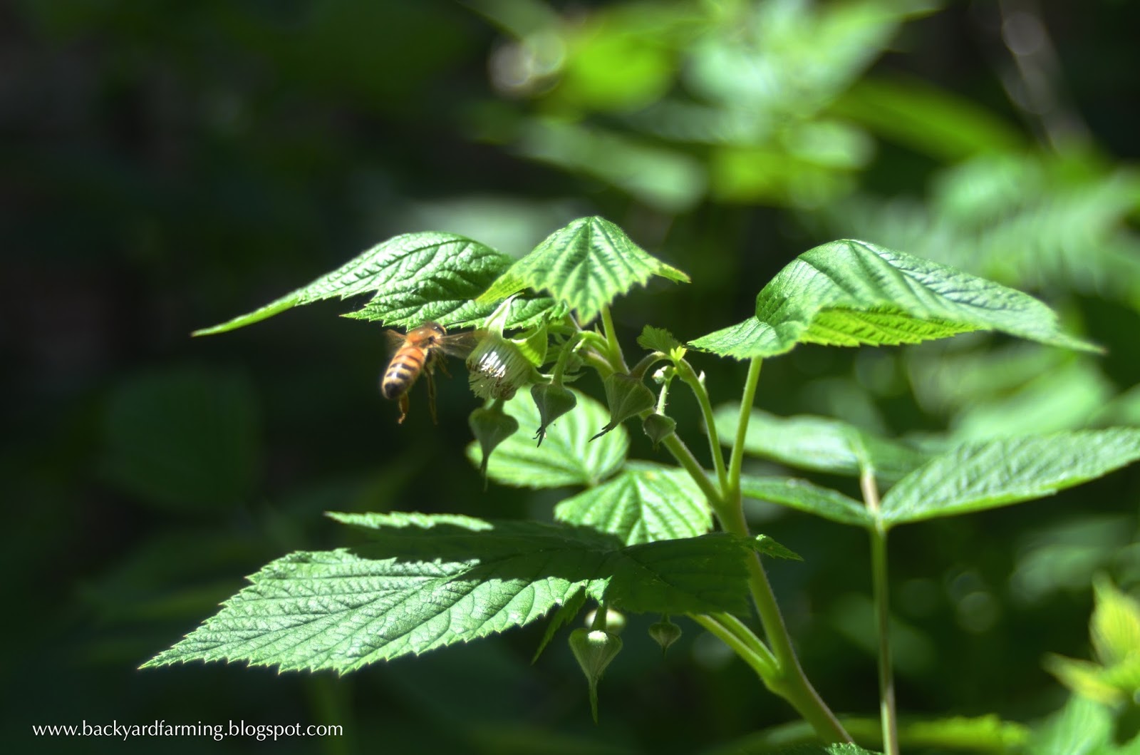 Backyard Farming Plants to attract butterflies and bees