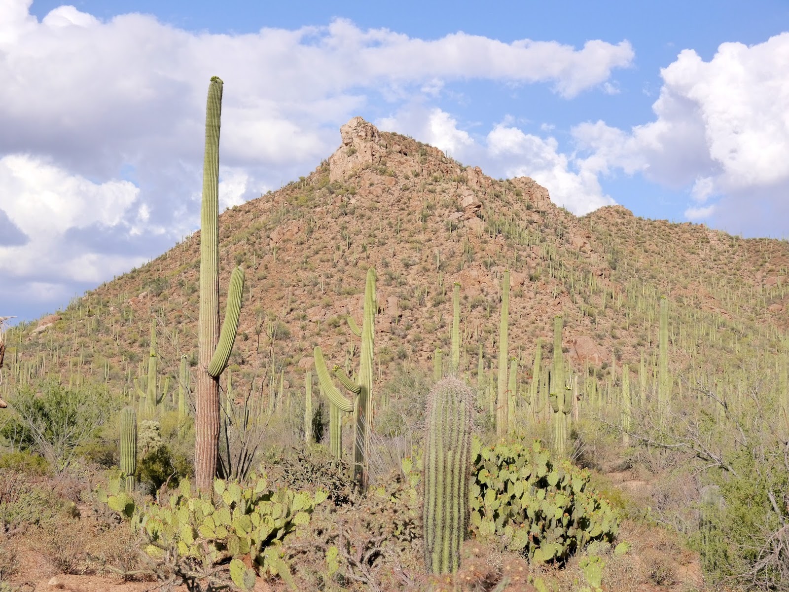 American Travel Journal Scenic Bajada Loop Drive Saguaro National Park