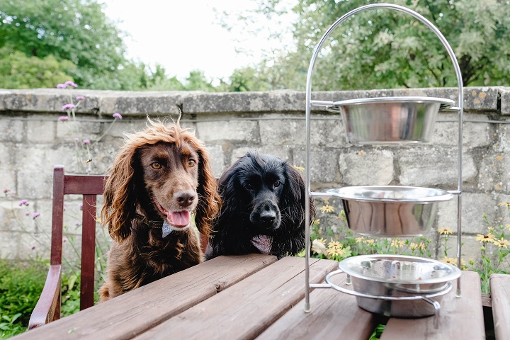37 Excited Dog Friendly Places To Stay In Wiltshire Picture 4K Uk 37 Excited Dog Friendly Places To Stay In Wiltshire Picture 4K Uk