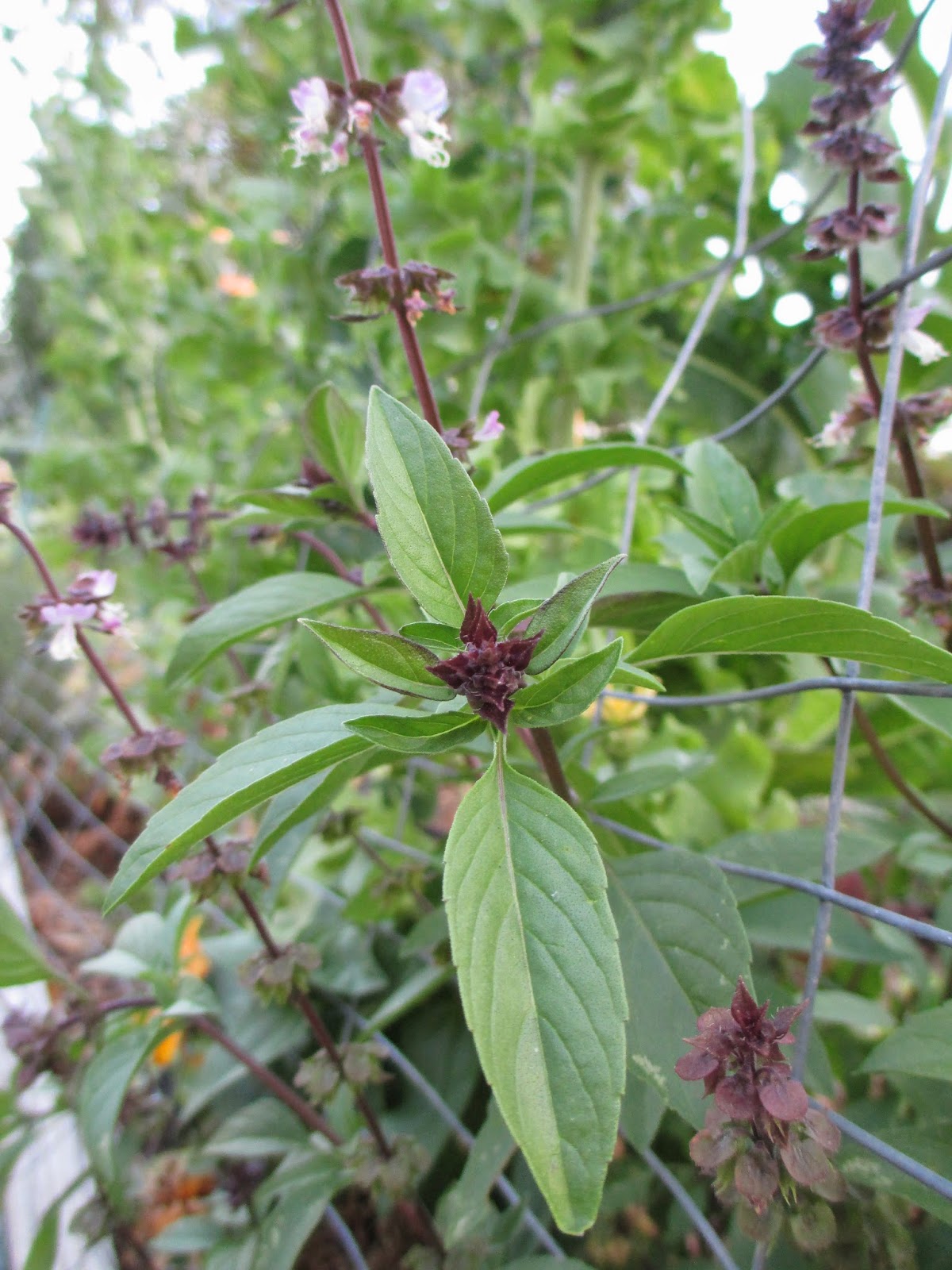 Andie's Way Thai Basil