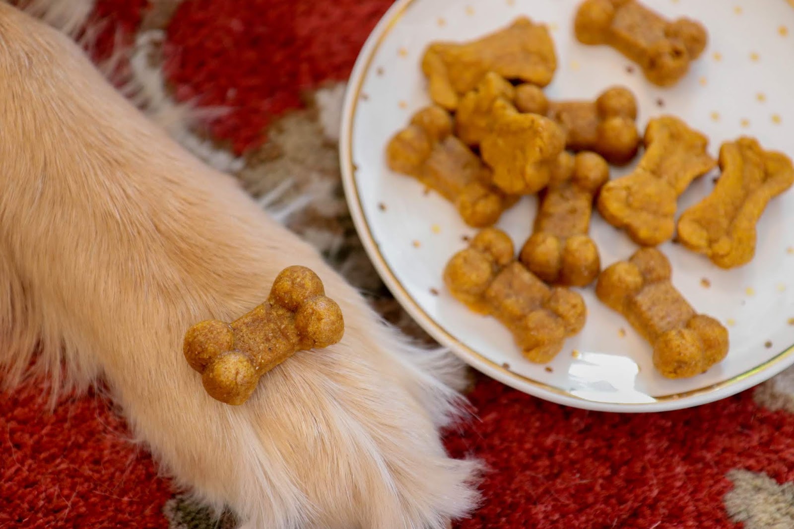 Homemade Cat & Dog Treats ft. Our Family / Oh, Hello Living