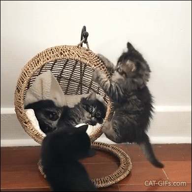 Funny Kitten GIF • 4 Kittens playing hard with a new bed-chair-swing. Wrecking ball crew. What a mess, haha!" Funny Kitten GIF • 4 Kittens playing hard with a new bed-chair-swing. Wrecking ball crew. What a mess, haha!"