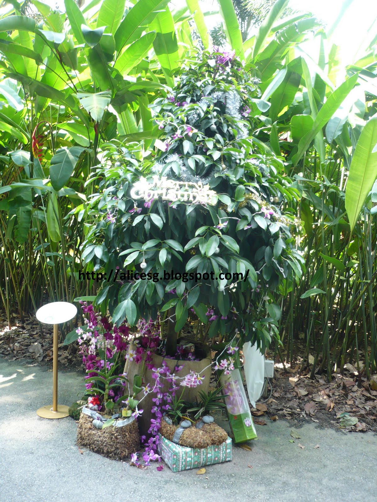 AlicesgSingaporemyhome Singapore Botanic Garden Christmas Trees