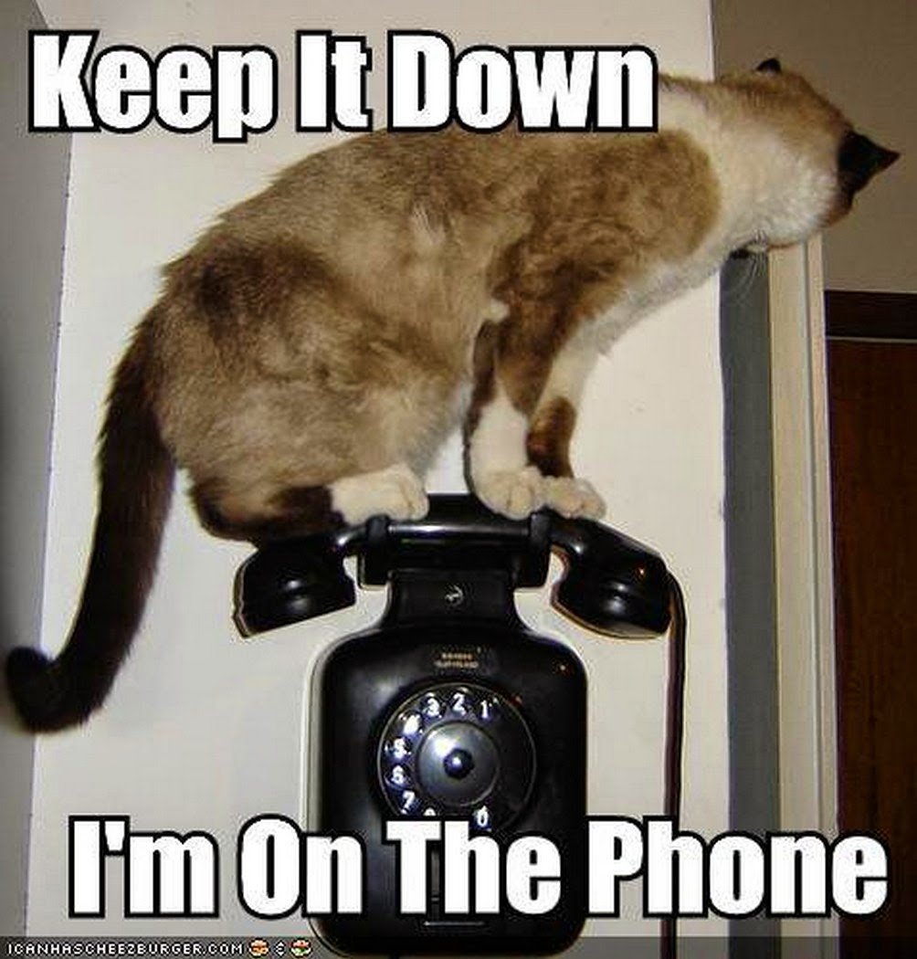 Весь день сижу в телефоне. Сидеть в телефоне смешные картинки. Кот с телефоном Мем. Так и не позвонил. Прикольные фото на телефон.