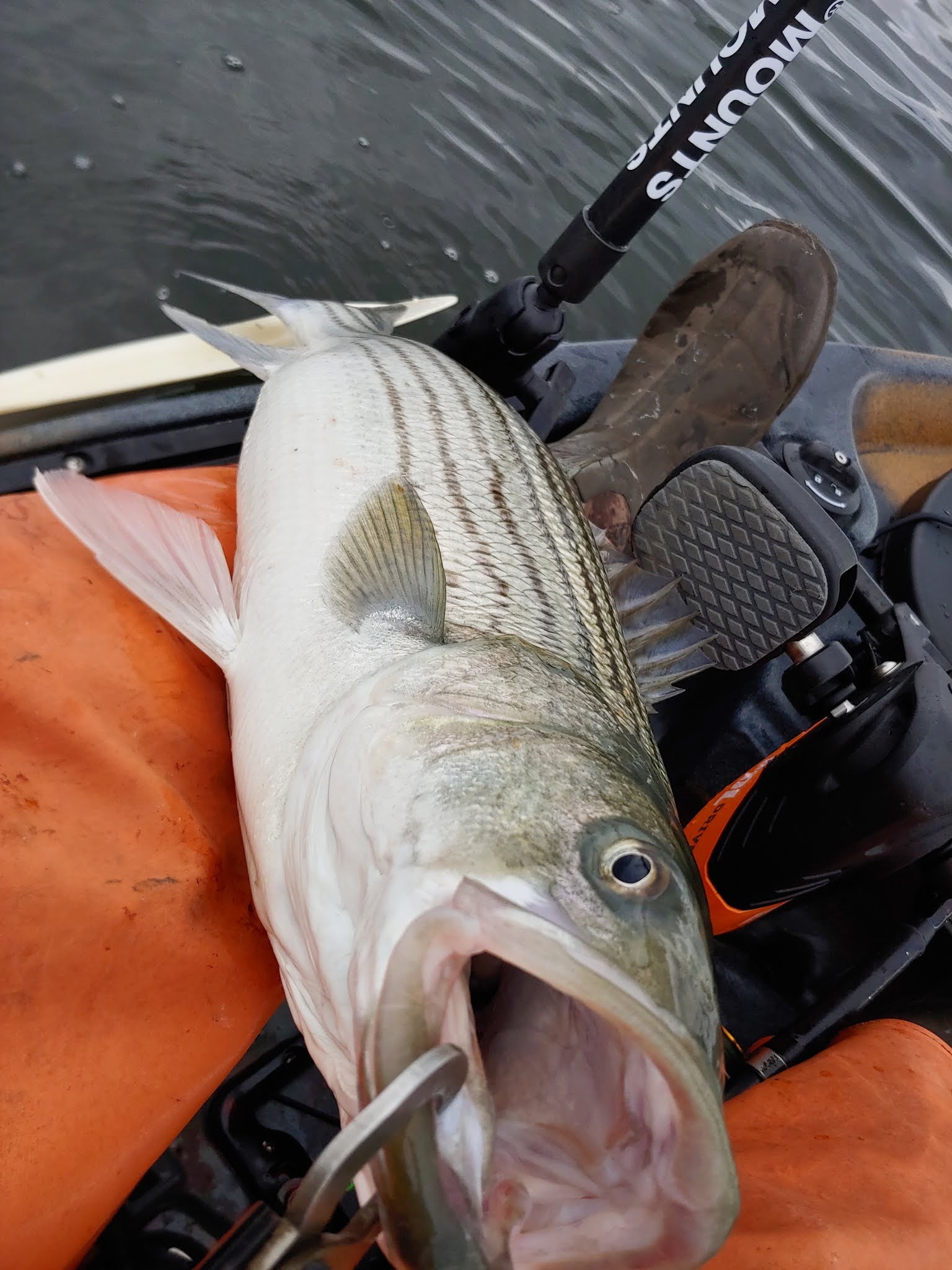 Rhode Island Striped Bass Photo of the Day.....Hot Fishing for Keepers