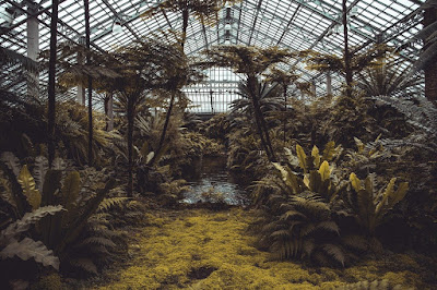 Jardín de helechos en invernadero