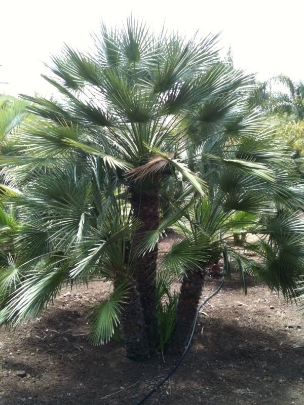 Gregory Palm Farms EVERGREEN PALM TREES! GREEN AND BLUE AND SILVER