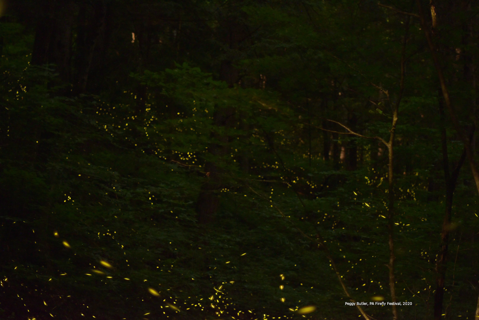The 9th Annual PA Firefly Festival, June 2021