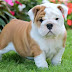 14 Reasons English Bulldogs Are The Worst Breed In The World