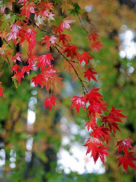 台灣賞楓秘境-福壽山農場-楓葉和紅葉