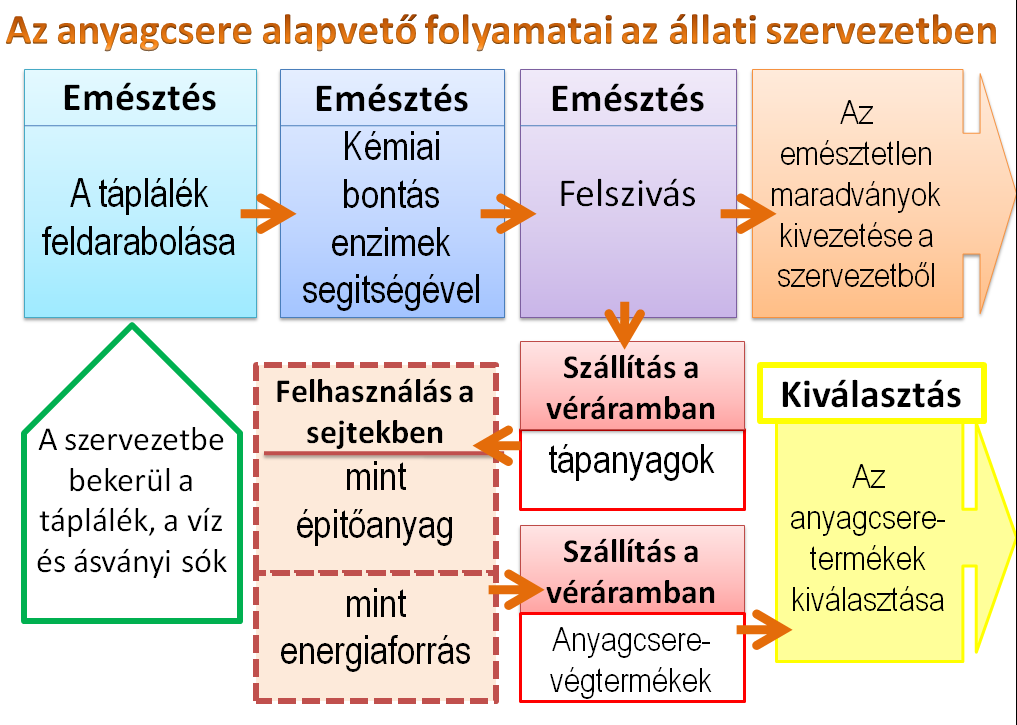 heterotróf