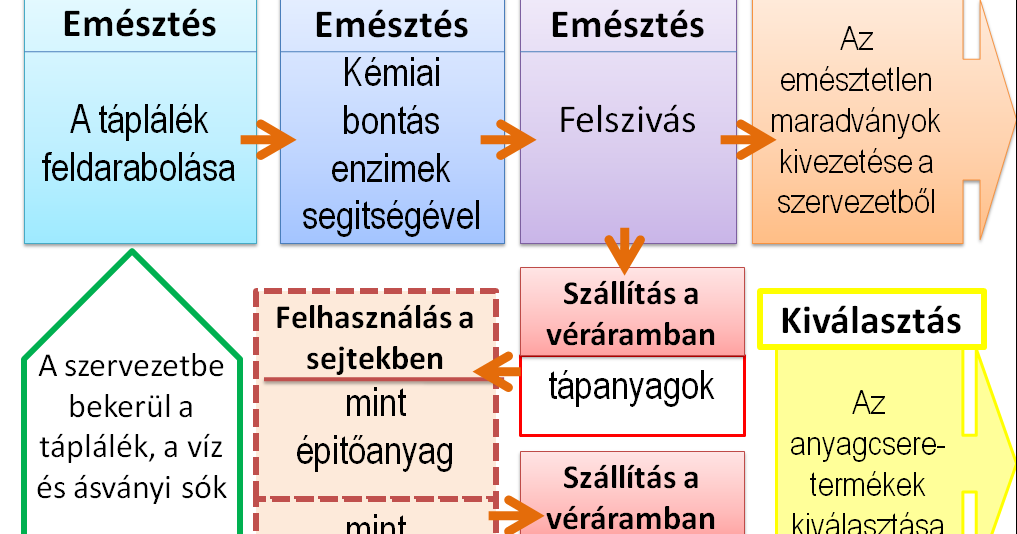 heterotróf vagy autotróf szarvasmarha-epidermisz