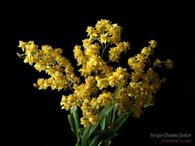 Orquídea Oncidium Twinkle 'Yellow Fantasy'