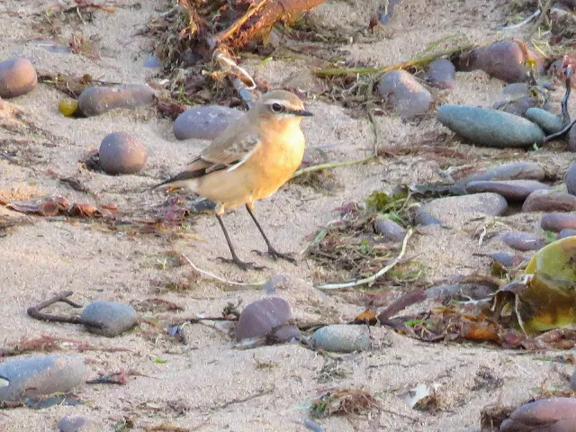 Northern Wheatear on the beach in Waterville, Ireland