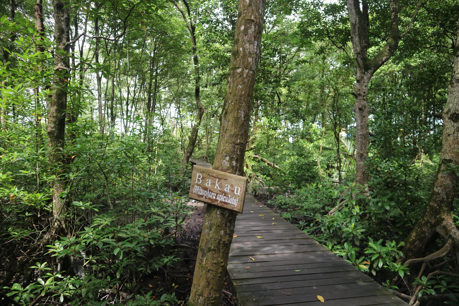 Hutan Lindung di Tarakan