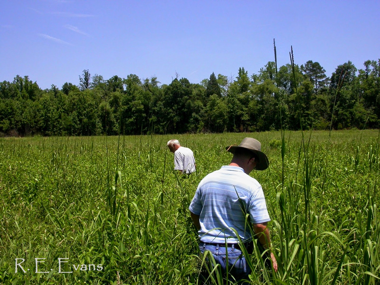 NC Plant Conservation & Beyond Prairie Flora in North Carolina