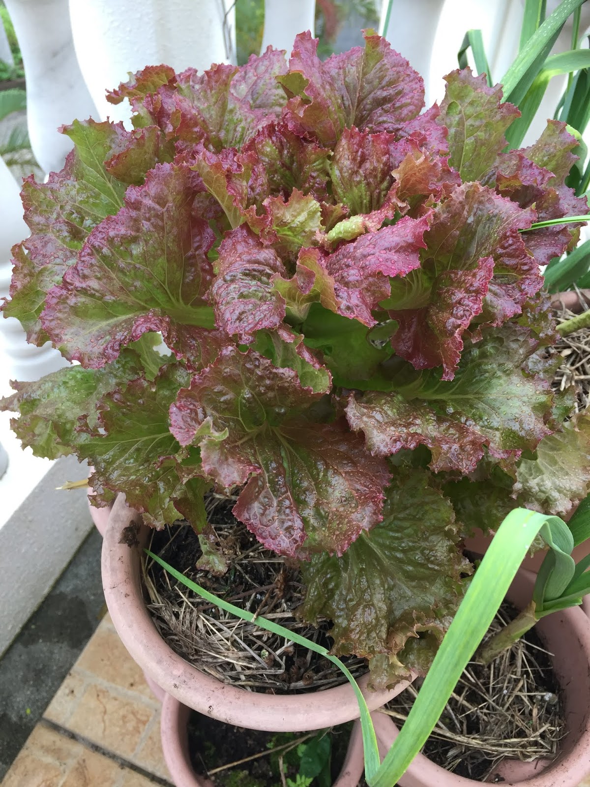 Okinawa Gardener Red Leaf Lettuce (Sunny Lettuce)