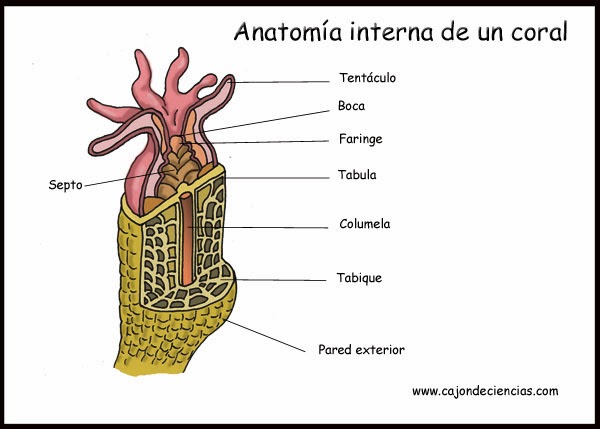 UN AMBIENTALISTA: Más en Cajón de Ciencias