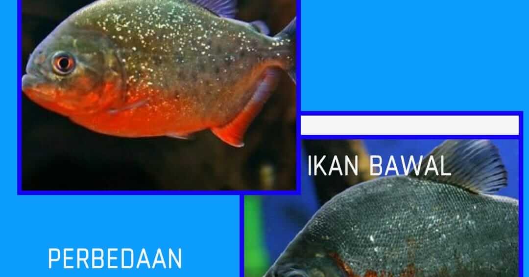 Perbedaan Ikan Bawal Dan Ikan Piranha Ikanesia Id Perbedaan Ikan Bawal Dan Ikan Piranha Ikanesia Id