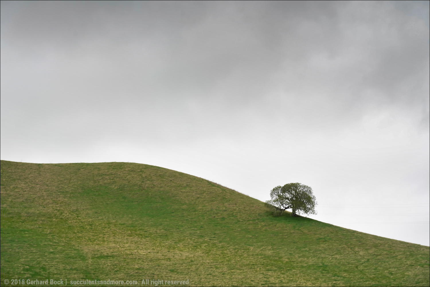 Tejon Ranch Conservancy Blog Much Ado About Manzanitas By Scot