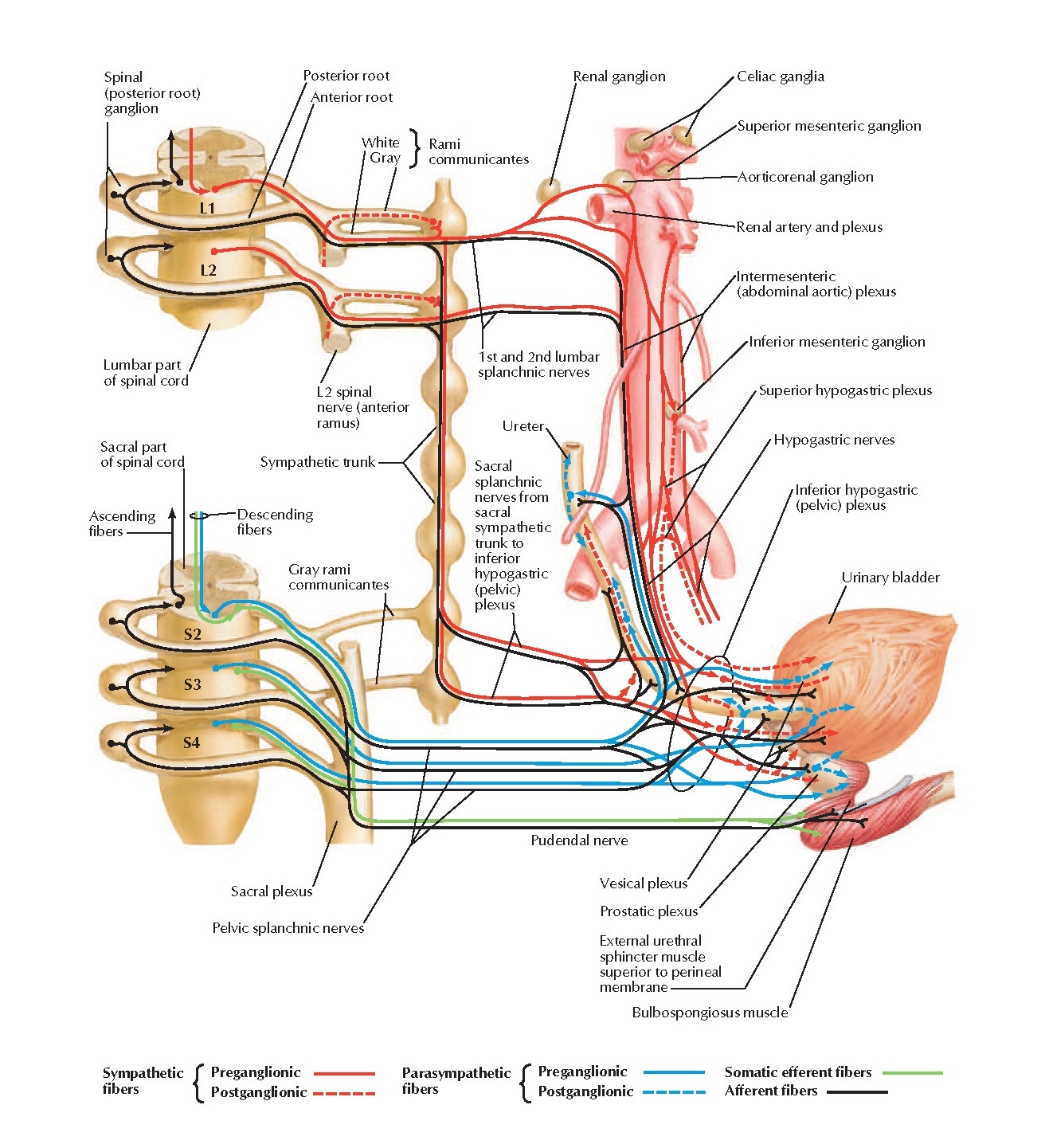 Innervation of Urinary Bladder and Lower Ureter Schema Anatomy