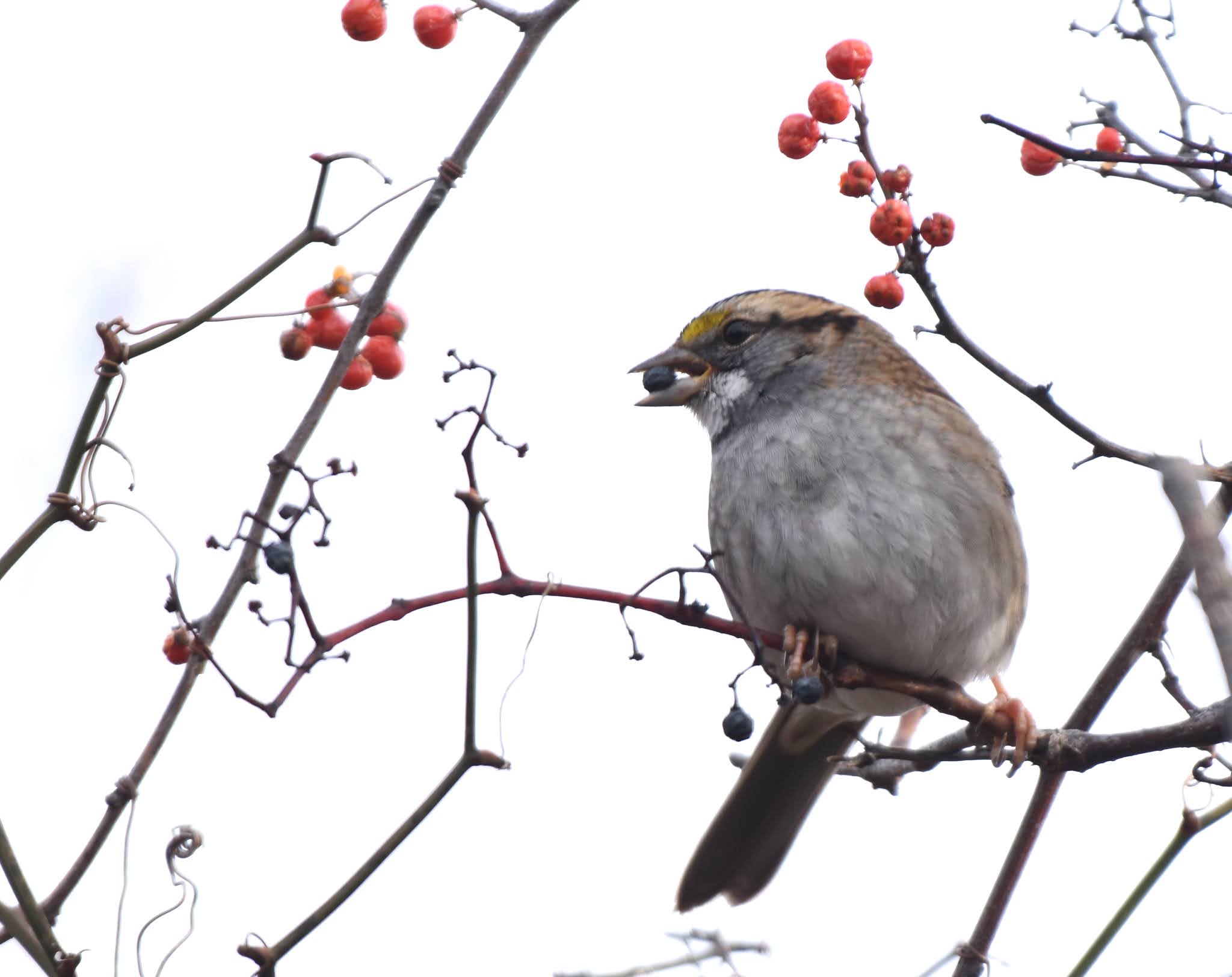 Notes from Halibut Point Wintering on Berries