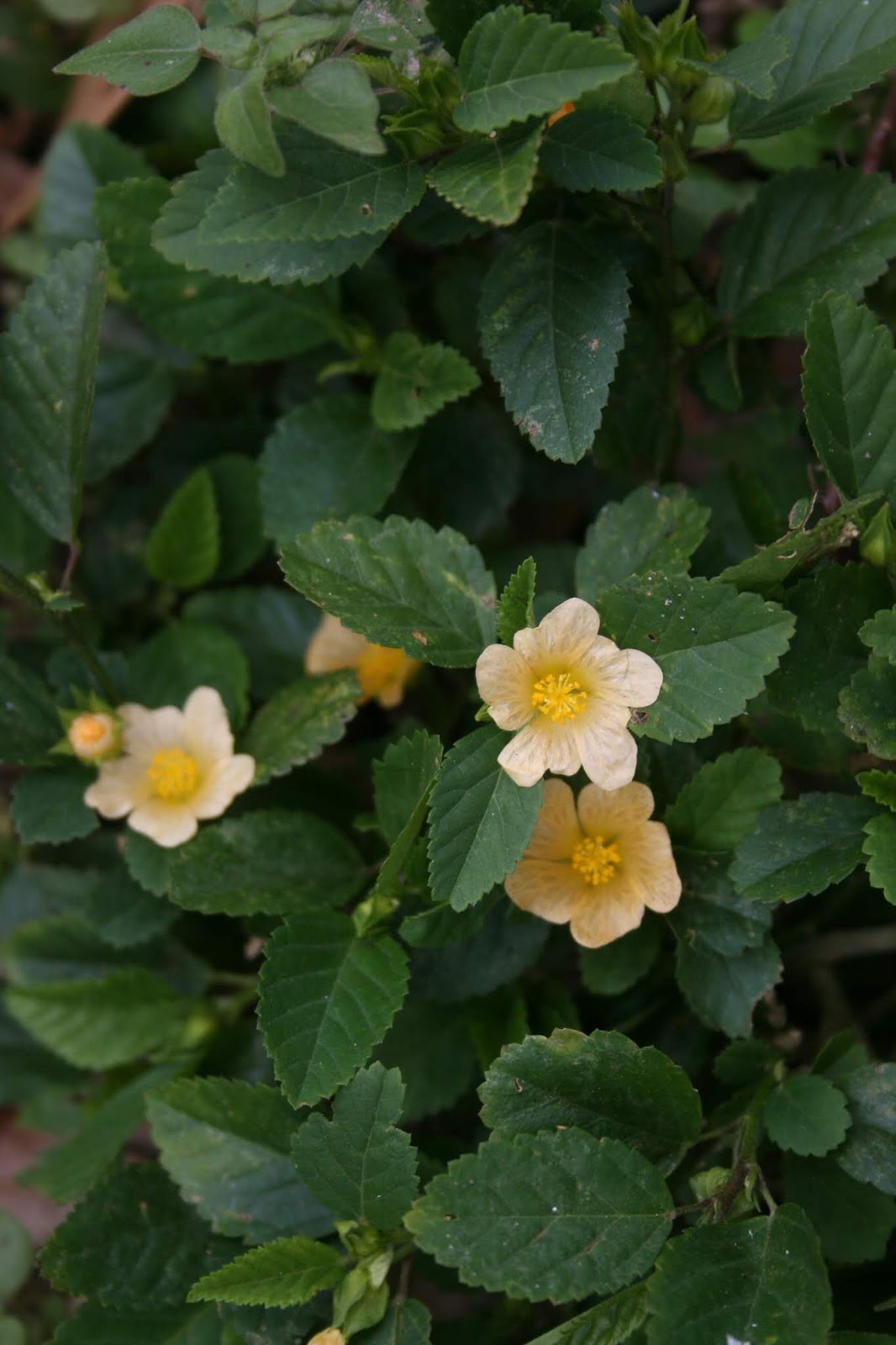 Native Florida Wildflowers: Common Fanpetals - Sida ulmifolia