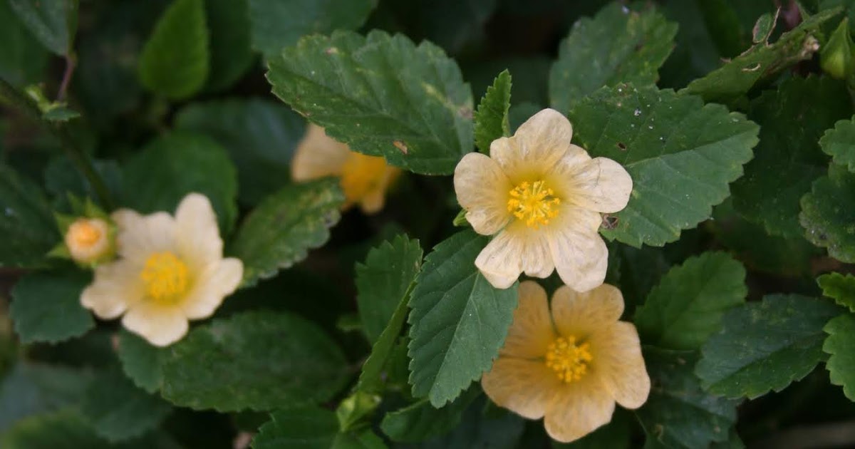 Native Florida Wildflowers: Common Fanpetals - Sida ulmifolia