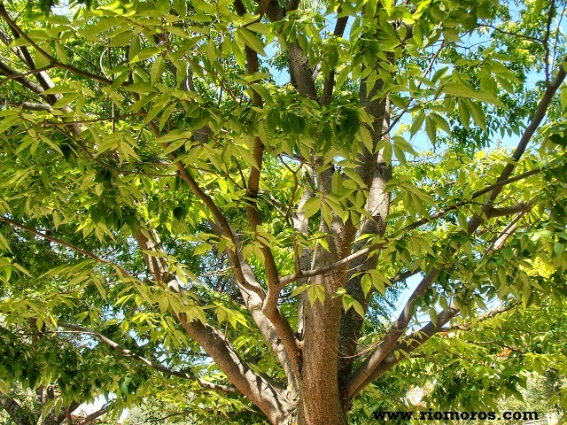 OLMO DEL CÁUCASO: Zelkova carpinifolia