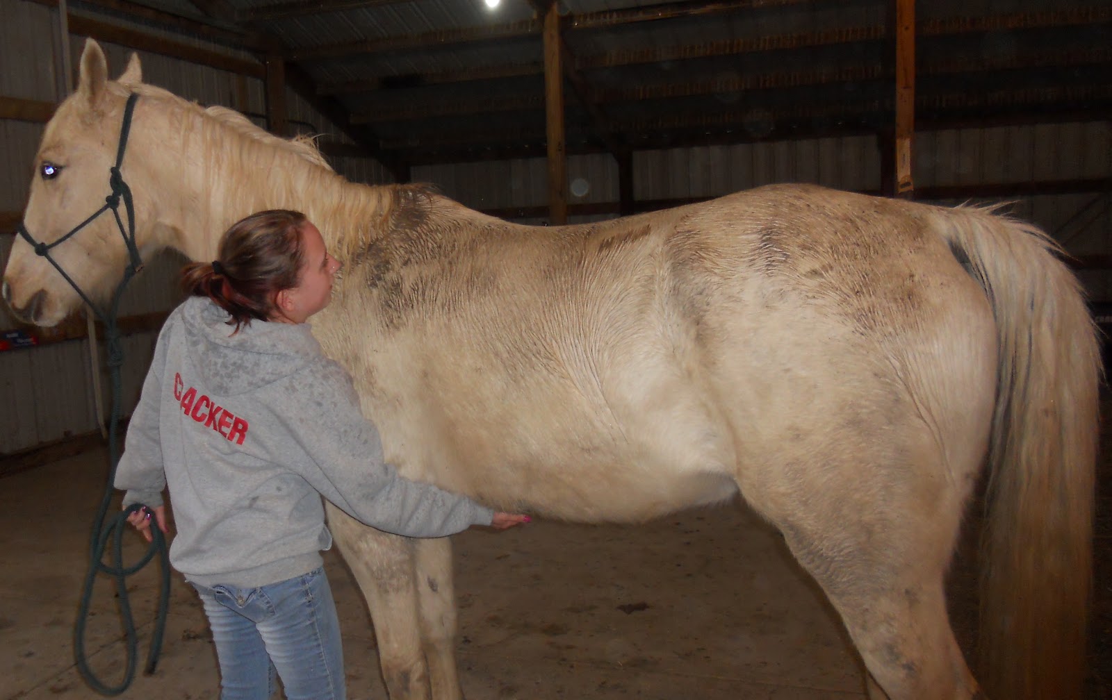 Musings on chiropractic and equine bodywork Core Strengthening for