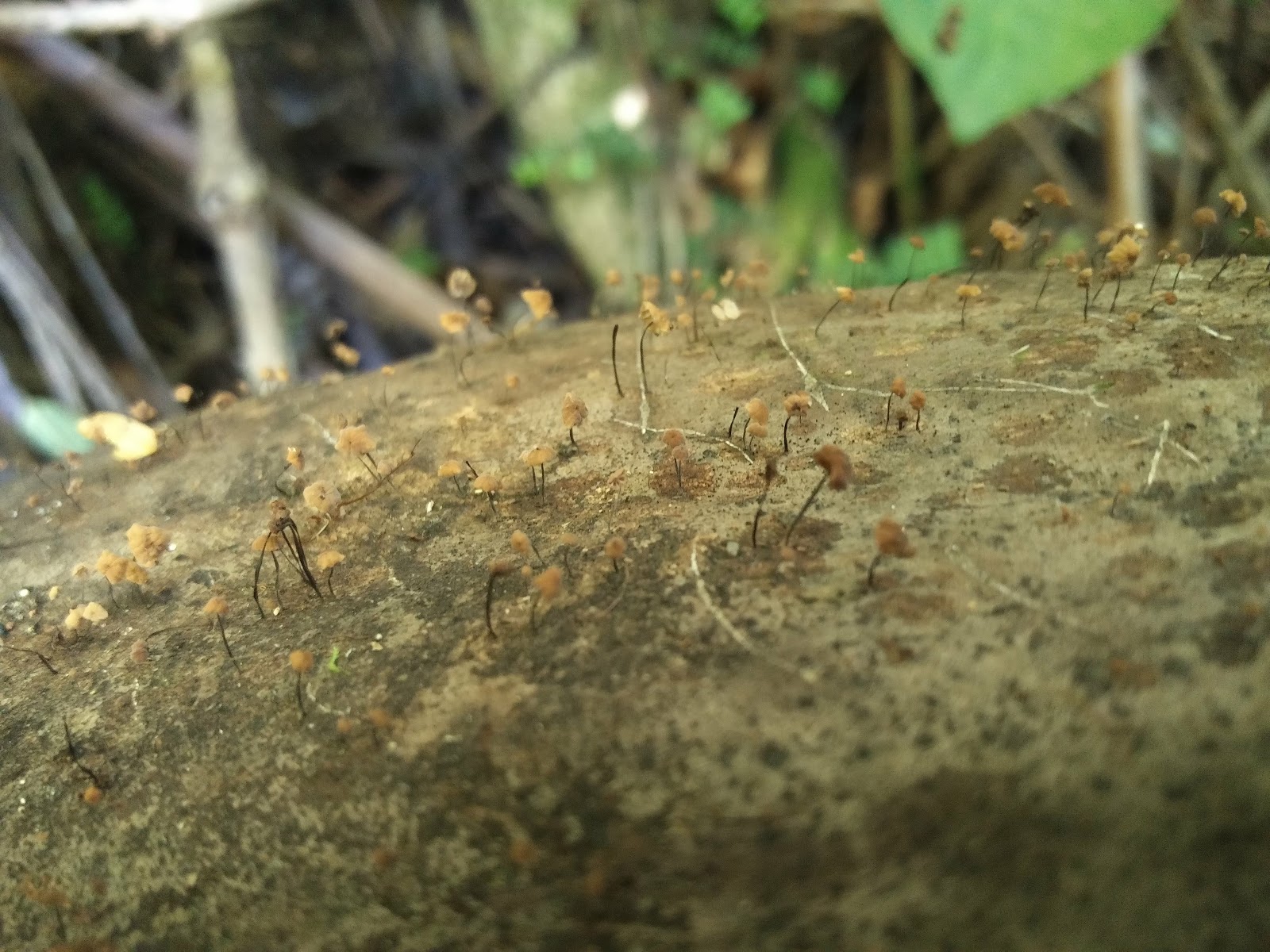 Misidentifying Fungi: January 2019