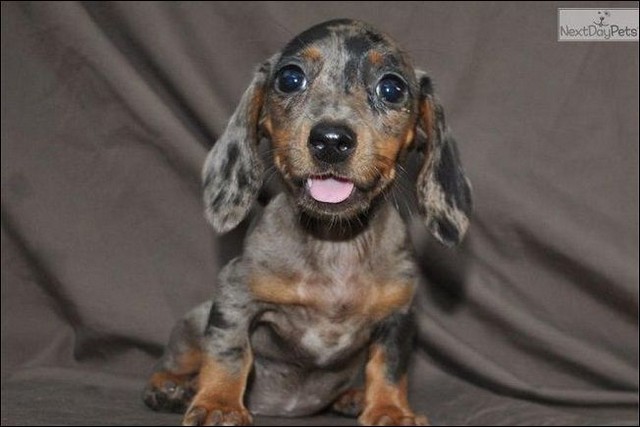 miniature dachshund craigslist