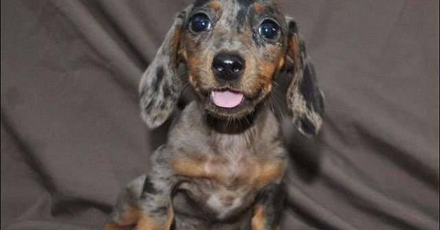miniature dapple dachshund puppies for sale in