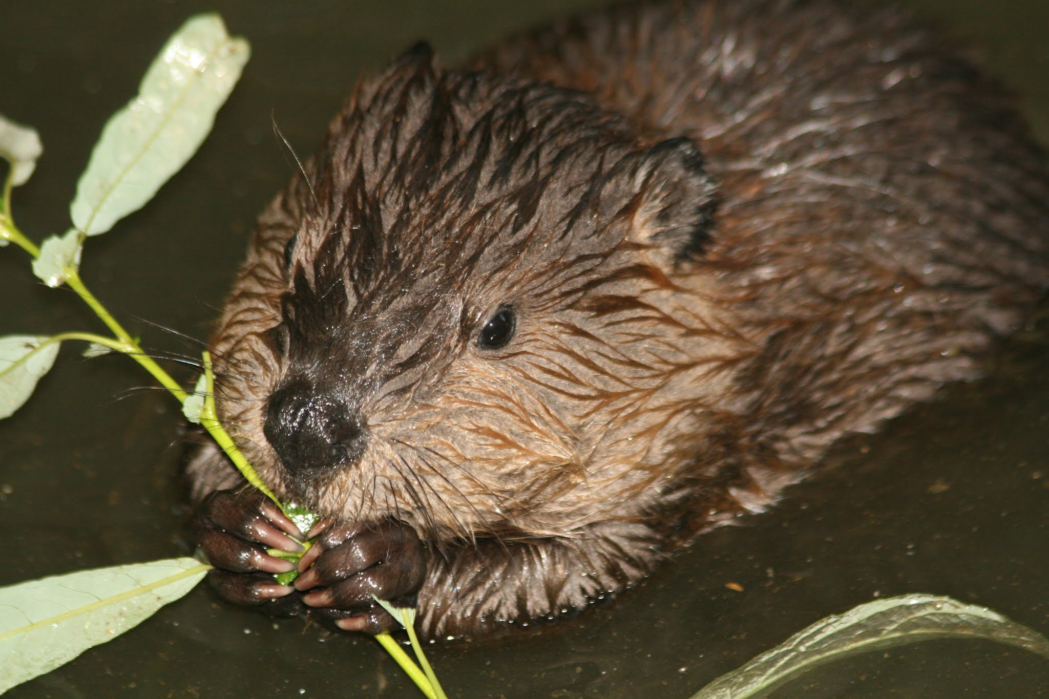 Ventura River Ecosystem Beavers