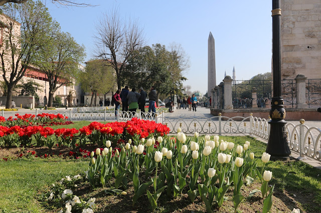 Colouful Tulips can be seen all over Hippodrome and Sultanahmet in Istanbul, Turkey Colouful Tulips can be seen all over Hippodrome and Sultanahmet in Istanbul, Turkey