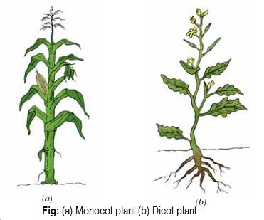 To study the external features of root, stem, leaf and flower of