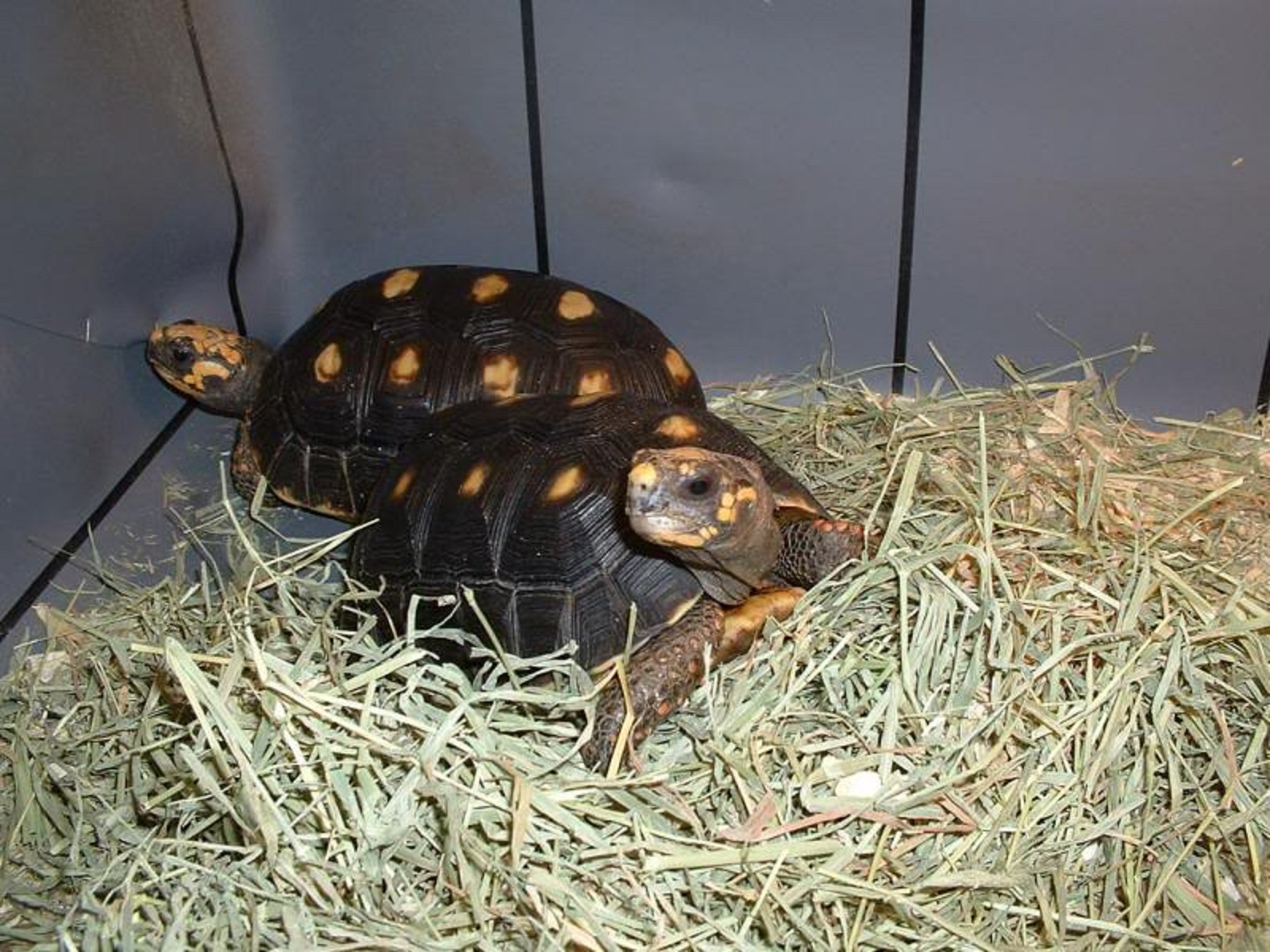 Tortoise Wallpapers Hd - Beautiful Desktop HD Wallpapers Download