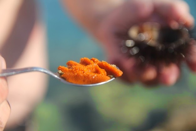 17. Freshest. Seafood. Ever. (Fresh sea urchin roe on the island of Amorgos.)
