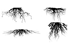 roots root silhouettes shape acorn container elm productions