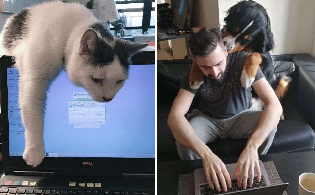 Las personas están compartiendo cómo es tener 'home office' con mascotas
