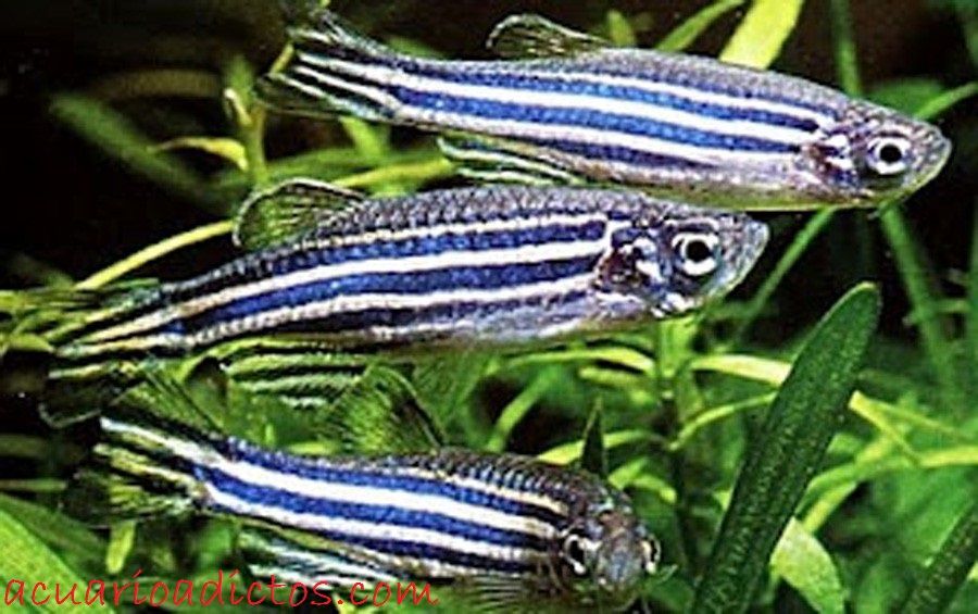 Gambar dan Foto Ikan Hias Zebra Danio Profil Dan Cara Merawatnya