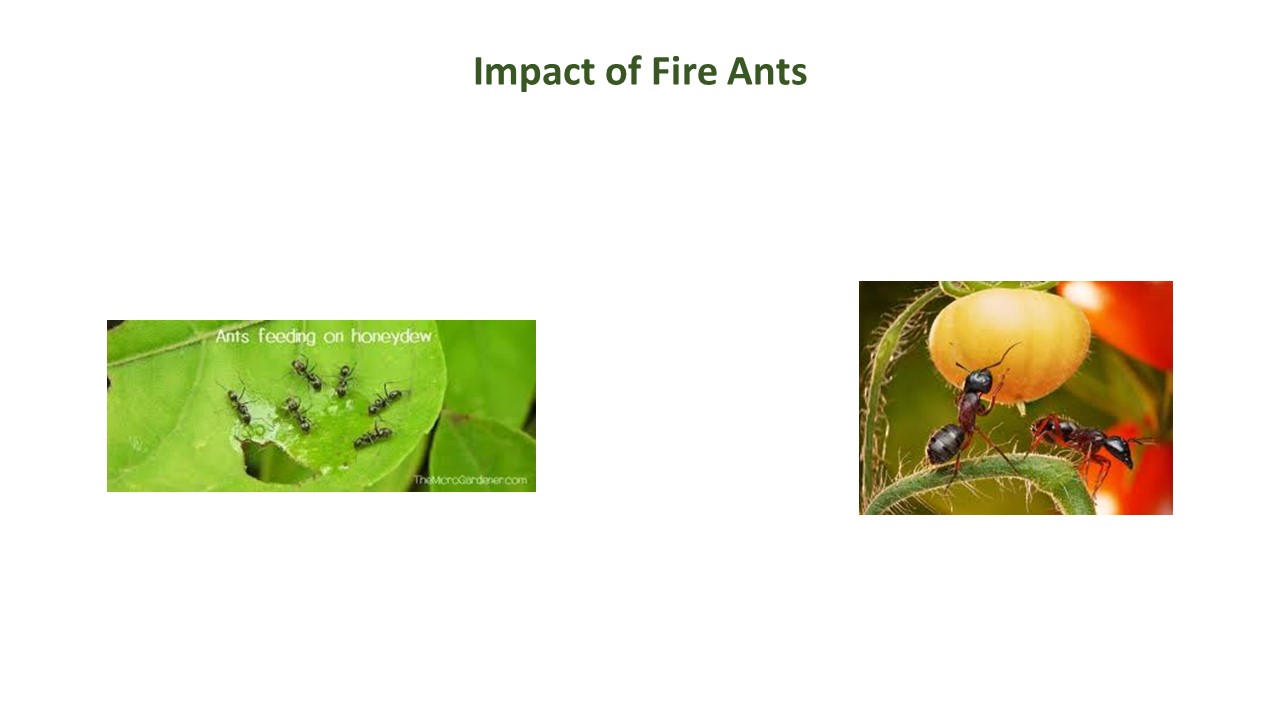 how to get rid of fire ants in vegetable garden