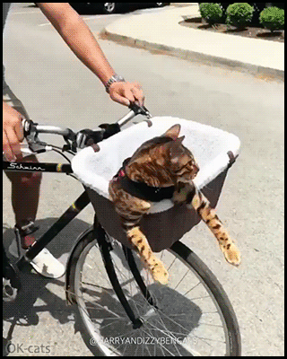 Amazing Cat GIF • Cool Bengal cat riding like a boos in his bike basket. They see me rollin' They hatin' Amazing Cat GIF • Cool Bengal cat riding like a boos in his bike basket. They see me rollin' They hatin'
