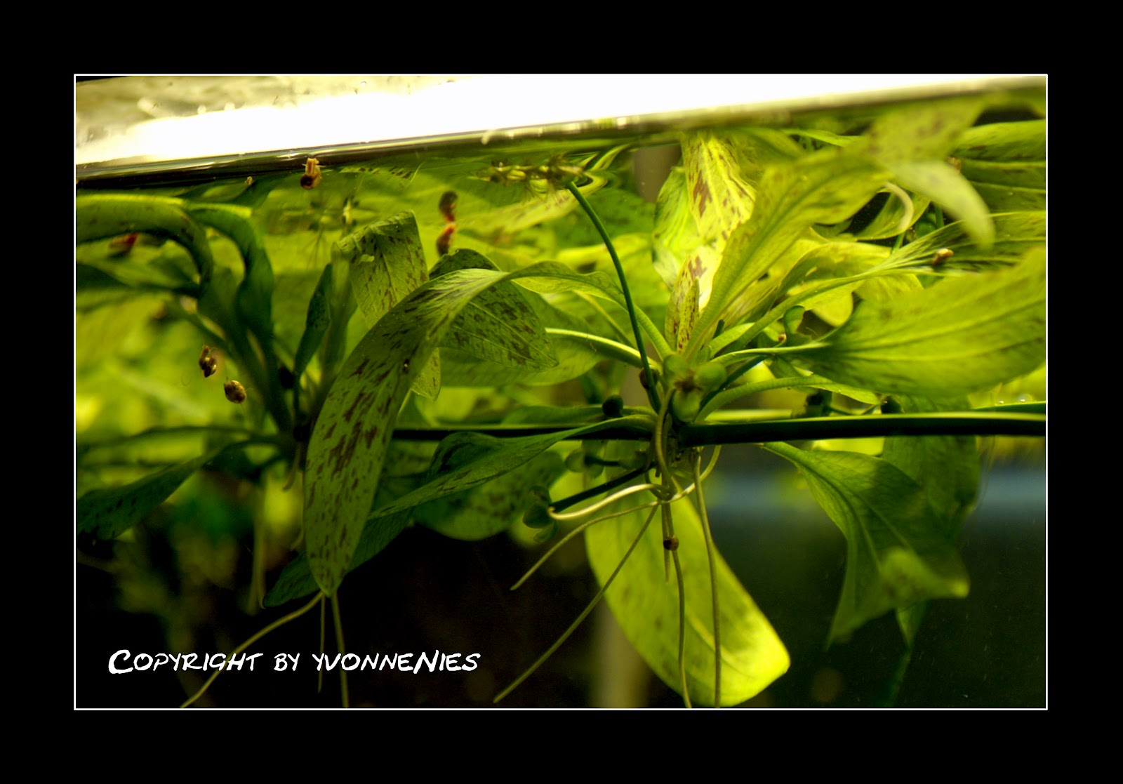 Verr ckt Nach Fisch Echinodorus Ozelot verr-ckt-nach-fisch-echinodorus-ozelot