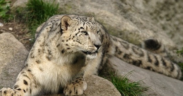 Arti Mimpi Mengusir Harimau Menurut Primbon Lengkap Primbonku Segala Arti Mimpi Ada Disini Arti Mimpi Mengusir Harimau Menurut Primbon Lengkap Primbonku Segala Arti Mimpi Ada Disini