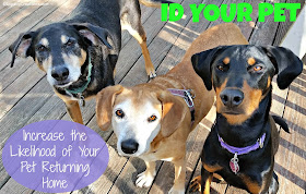 3 rescued dogs with dog tags