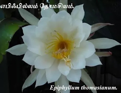 Epiphyllum Thomasianum flower