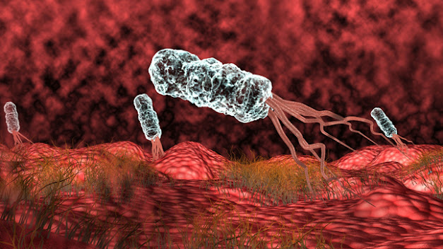 helycobacter pylori